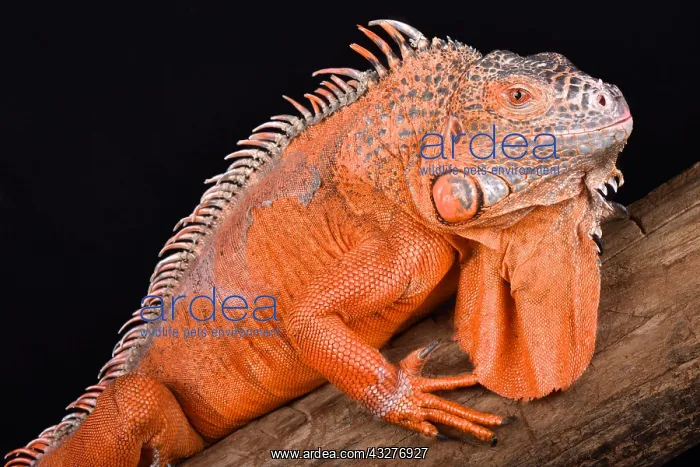 : The green iguana (Iguana iguana) is a giant herbivorous : The green iguana (Iguana iguana) is a giant herbivorous