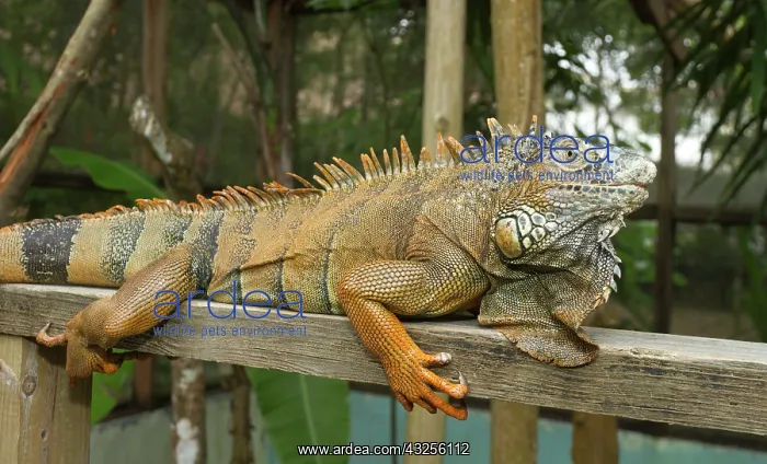 : Green iguana (Iguana iguana), Green Iguana : Green iguana (Iguana iguana), Green Iguana