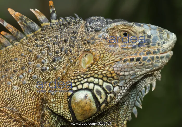 : Green iguana (Iguana iguana), Green Iguana : Green iguana (Iguana iguana), Green Iguana