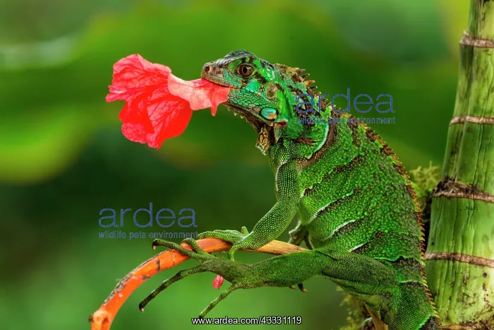  : Green Iguana (Iguana iguana), juvenile eating a