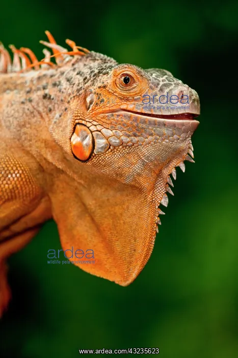  : Green Iguana, Iguana iguana, Native to Mexico