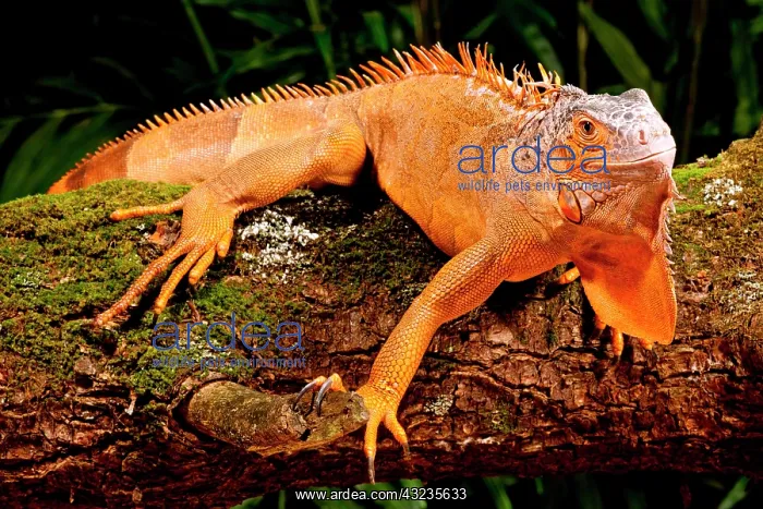 : Green Iguana, Iguana iguana, Native to Mexico : Green Iguana, Iguana iguana, Native to Mexico