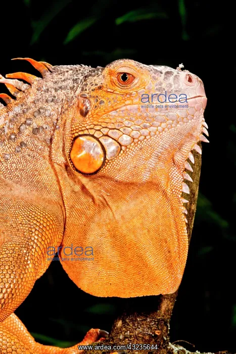 : Green Iguana, Iguana iguana, Native to Mexico : Green Iguana, Iguana iguana, Native to Mexico