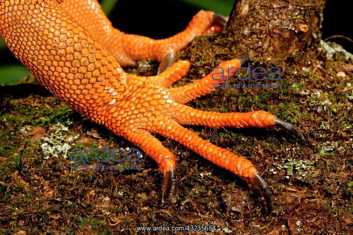 : Green Iguana, Iguana iguana, Native to Mexico : Green Iguana, Iguana iguana, Native to Mexico