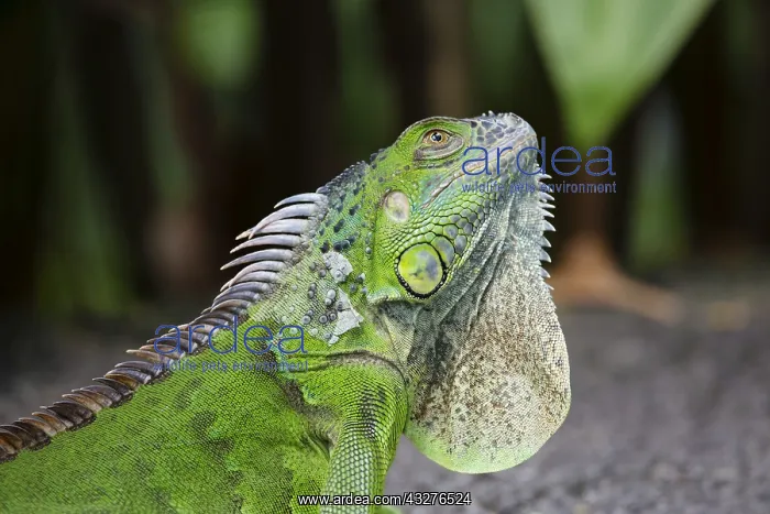 : Green Iguana Iguana iguana Singapore MA003500 : Green Iguana Iguana iguana Singapore MA003500