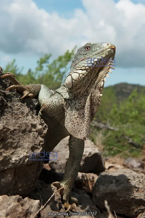 : Green Iguana (Iguana iguana), Slagbaai National : Green Iguana (Iguana iguana), Slagbaai National