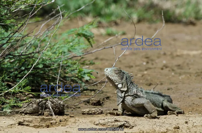  : Green Iguana (Iguana iguana), Slagbaai National