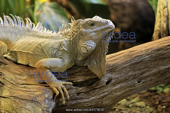 : Green iguana (Iguana iguana), on tree : Green iguana (Iguana iguana), on tree