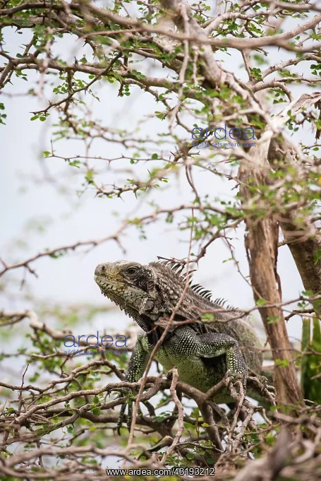 : Green Iguana (Iguana iguana) in a tree - Montserrat : Green Iguana (Iguana iguana) in a tree - Montserrat