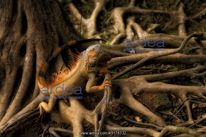  : Green iguana male in breeding colors on buttreses of riverside wild fig tree