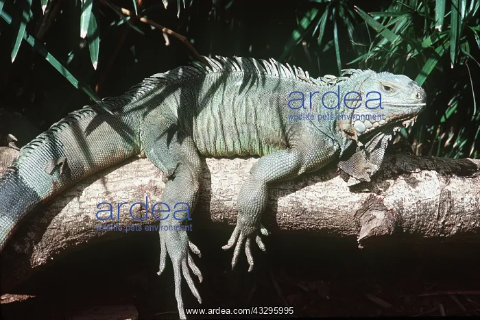 : GREEN IGUANA-ON BRANCH : GREEN IGUANA-ON BRANCH