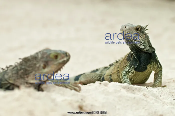  : Green Iguana pair of adults in sand
