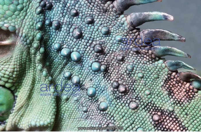 : GREEN IGUANA SKIN - close up : GREEN IGUANA SKIN - close up