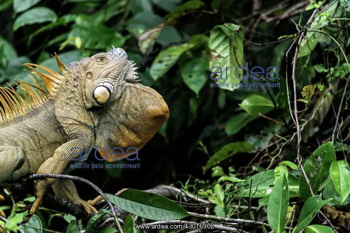 : Green Iguana on tree flaring dewlap in threat display : Green Iguana on tree flaring dewlap in threat display