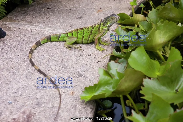 : Green Iguana - Young : Green Iguana - Young