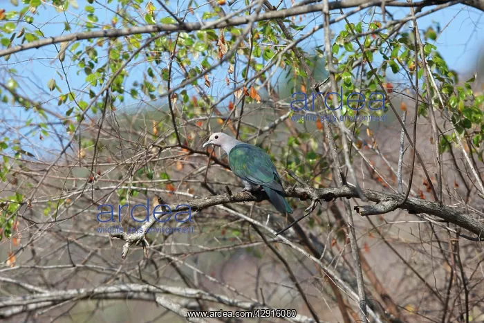  : Green Imperial Pigeon