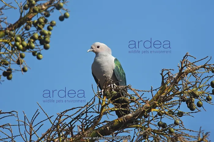 : Green Imperial Pigeon : Green Imperial Pigeon