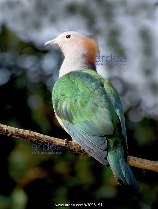 : Green Imperial Pigeon : Green Imperial Pigeon