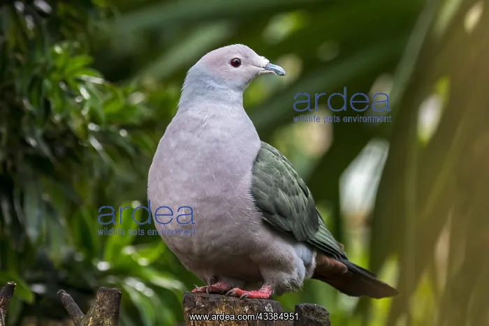 : Green imperial pigeon (Ducula aenea) native to tropical f : Green imperial pigeon (Ducula aenea) native to tropical f