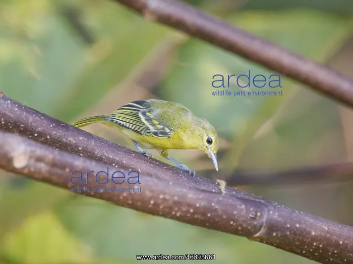 : Green Iora Aegithina viridissima Sabah, Malaysia : Green Iora Aegithina viridissima Sabah, Malaysia