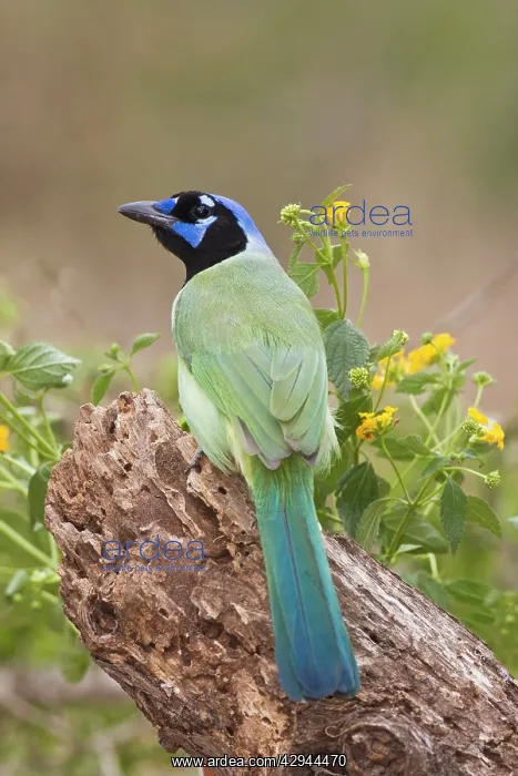  : Green Jay (Cyanocorax yncas). South Texas