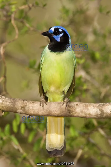  : Green Jay (Cyanocorax yncas). South Texas