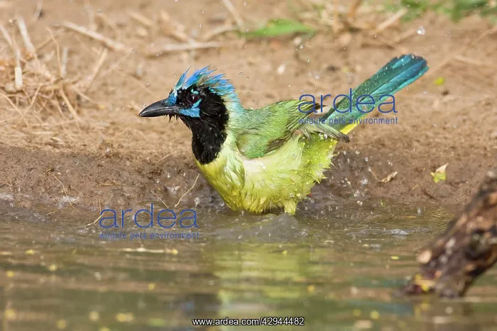  : Green Jay (Cyanocorax yncas). South Texas