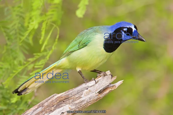  : Green Jay (Cyanocorax yncas). South Texas