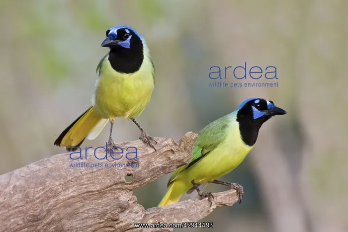  : Green Jay (Cyanocorax yncas). South Texas