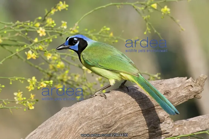  : Green Jay (Cyanocorax yncas). South Texas