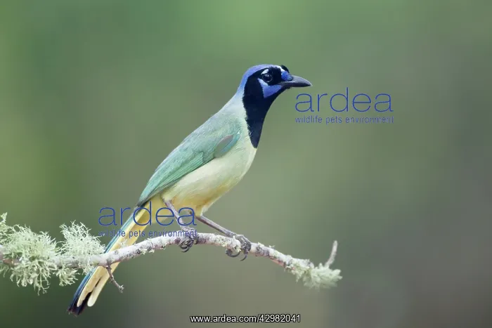 : Green Jay (Cyanocorax yncas). South Texas, USA : Green Jay (Cyanocorax yncas). South Texas, USA
