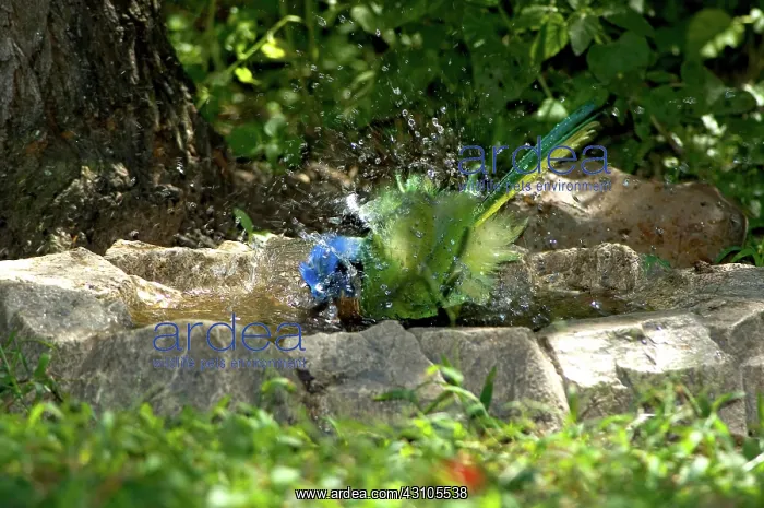 : Green Jay bathing : Green Jay bathing
