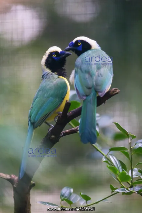 : Green Jay, two birds courtship displaying, under : Green Jay, two birds courtship displaying, under