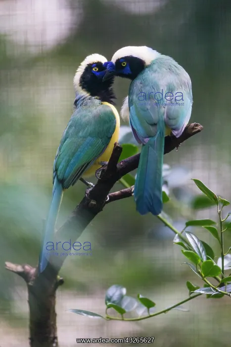 : Green Jay, two birds courtship displaying, under : Green Jay, two birds courtship displaying, under