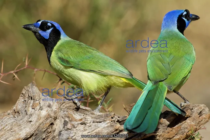 : Green Jay (Cyanocorax yncas) adults foraging : Green Jay (Cyanocorax yncas) adults foraging