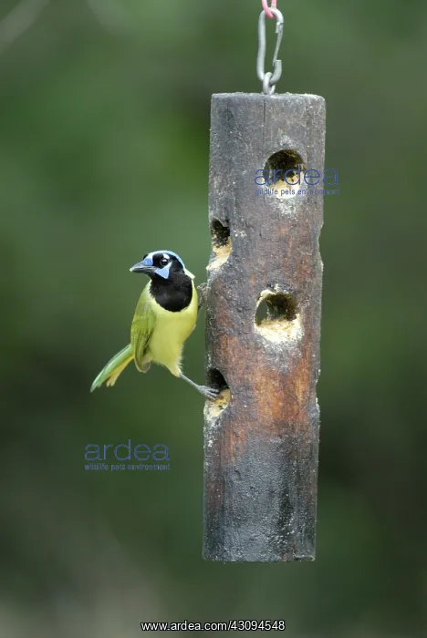 : Green Jay on feeder : Green Jay on feeder