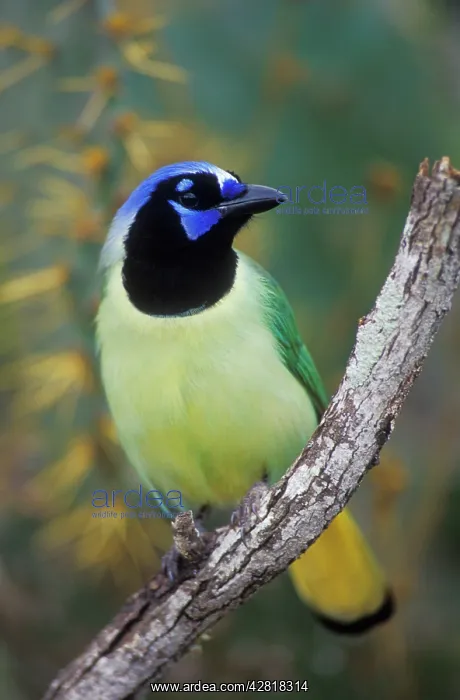 : Green Jay - Tropical species, range extends to : Green Jay - Tropical species, range extends to