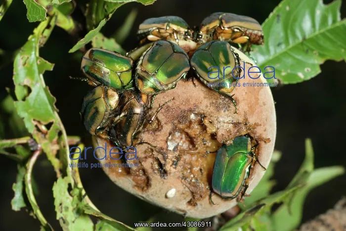 : Green June Beetle : Green June Beetle
