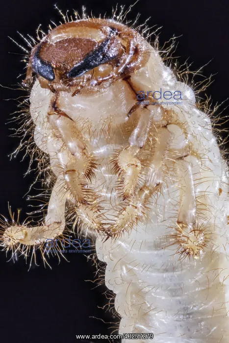  : Green June Beetle in Larval stage, Cotinis nitida 2X