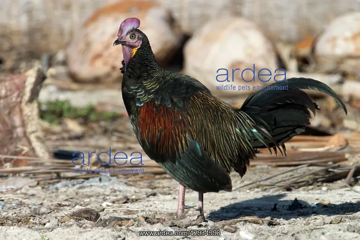 : Green Junglefowl - male : Green Junglefowl - male