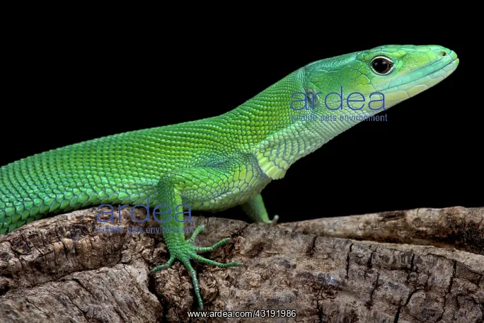  : Green Keel-bellied Lizard (Gastropholis prasina)