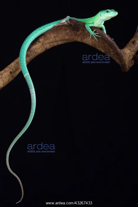 : The Green keel-bellied lizard (Gastropholis prasina) : The Green keel-bellied lizard (Gastropholis prasina)
