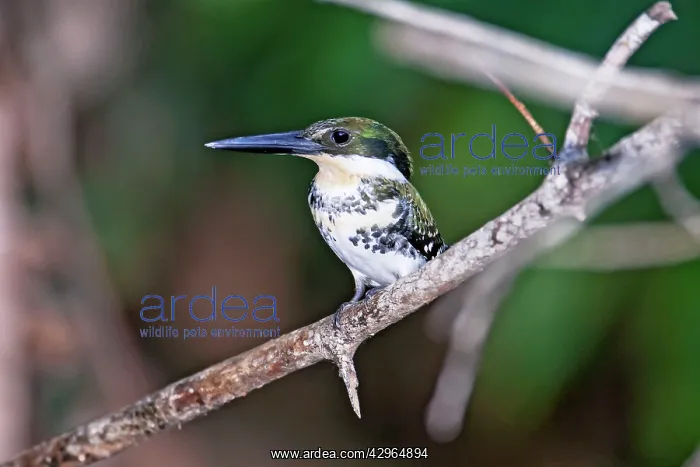 : Green Kingfisher : Green Kingfisher