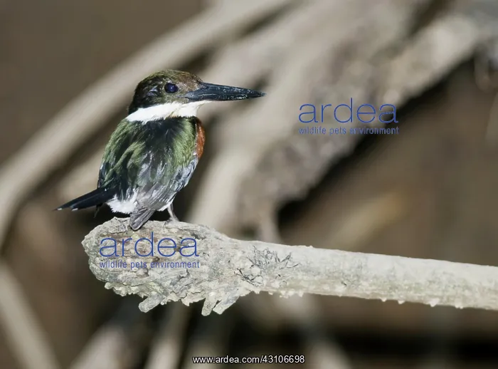 : Green kingfisher : Green kingfisher