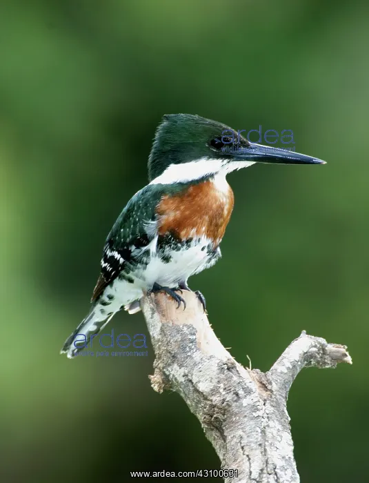 : Green Kingfisher (Chloroceryle americana) : Green Kingfisher (Chloroceryle americana)