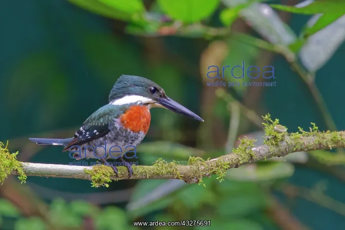 : Green Kingfisher Chloroceryle Americana Sarapiqui, Costa Ric : Green Kingfisher Chloroceryle Americana Sarapiqui, Costa Ric