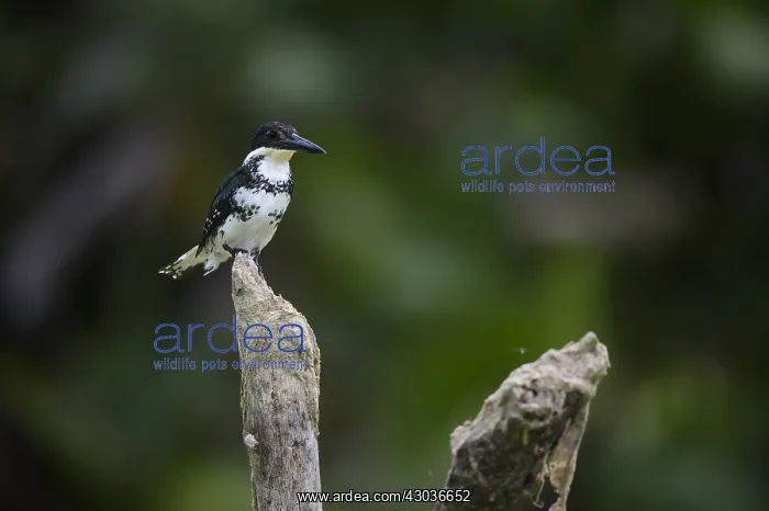 : Green Kingfisher - Green Kingfisher perched on a : Green Kingfisher - Green Kingfisher perched on a