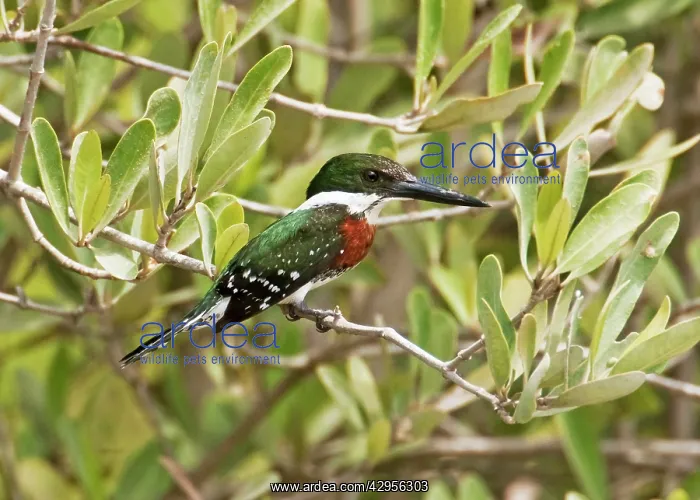 : Green Kingfisher - male : Green Kingfisher - male
