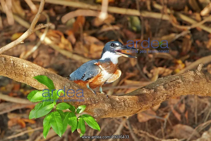 : Green Kingfisher Pantanal area Mato Grosso Brazil : Green Kingfisher Pantanal area Mato Grosso Brazil