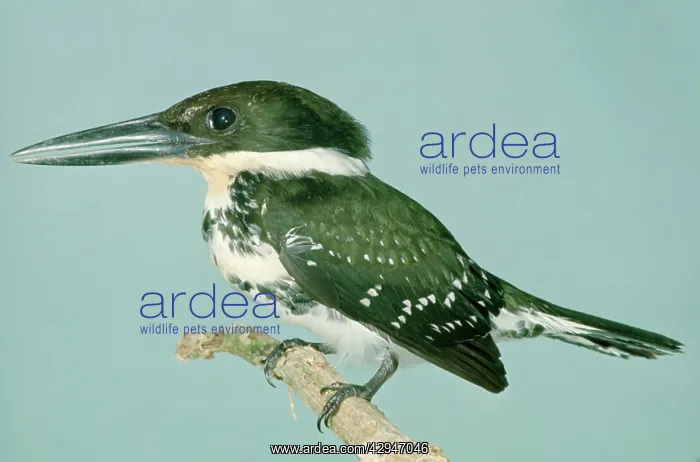 : Green Kingfisher - On perch : Green Kingfisher - On perch